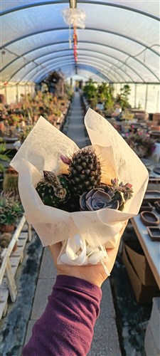 Bomboniere  composizione piante grasse confezionate con tessuto e confetti 