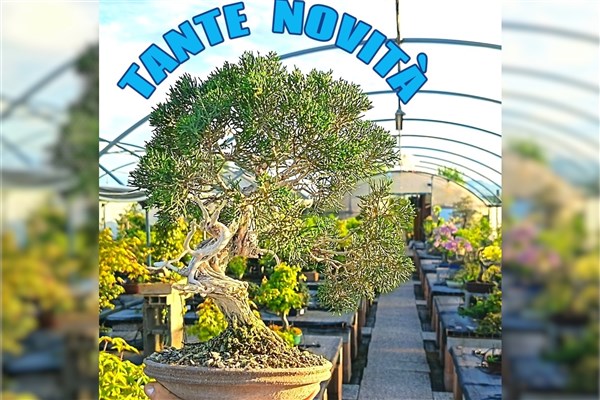 Maggio a Santarcangelo: l'arte del Bonsai tra nuove fioriture, cerimonie e servizi esclusivi